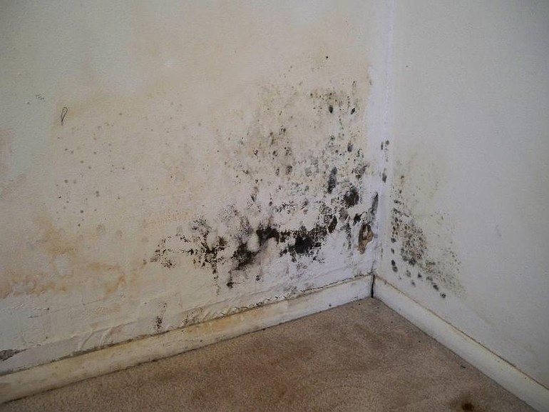 How to get rid of mold on the walls