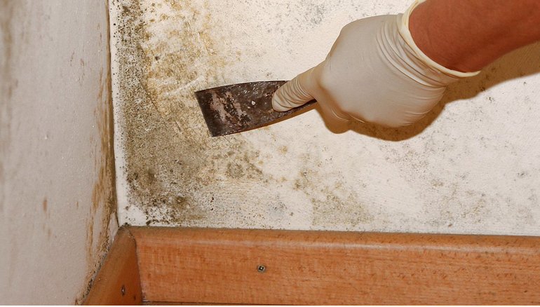 Ways to remove mold