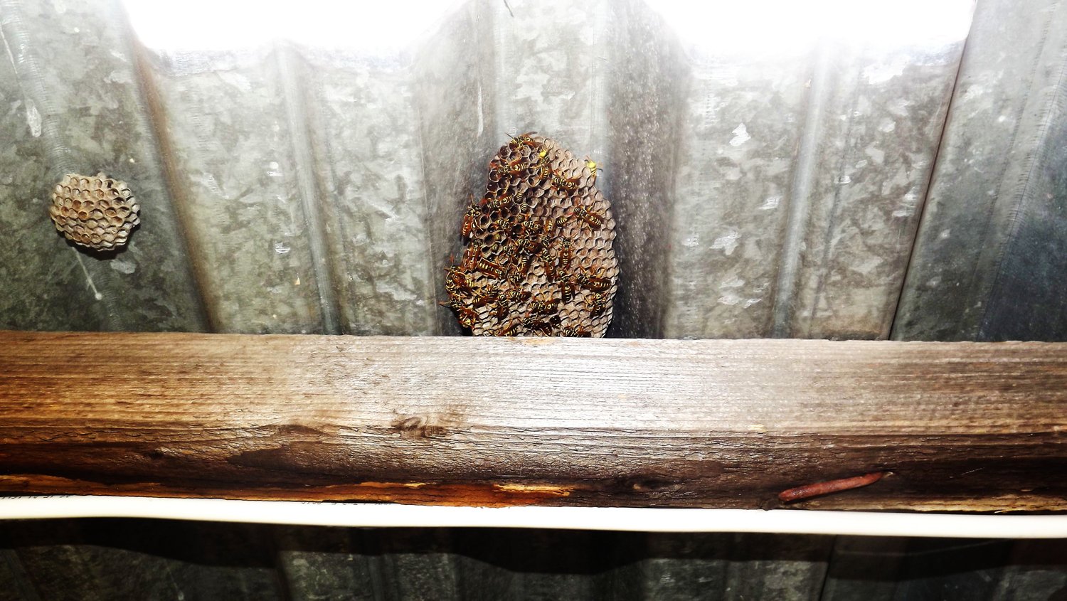 Roof wasps nest