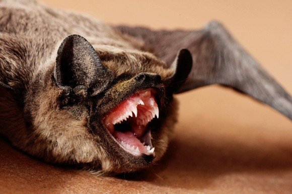 Morcego mostra dentes afiados