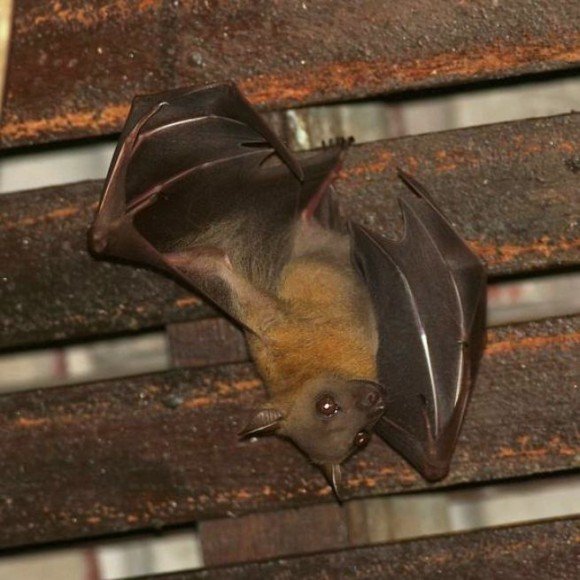 O morcego pendurado de cabeça para baixo, agarrado a uma viga de madeira