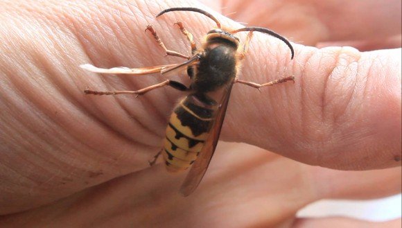 Wasp sitting on a finger
