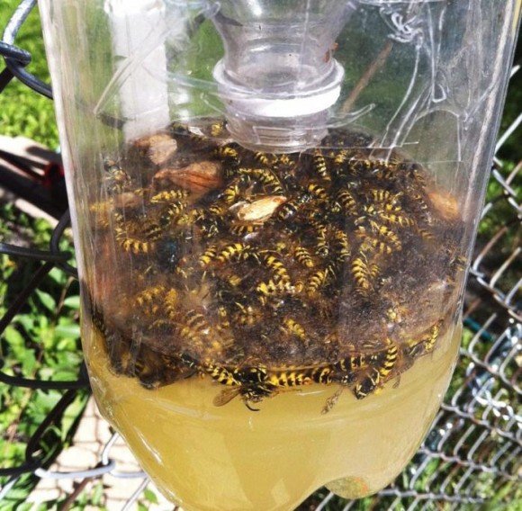 Insekten in einer Flasche gefangen