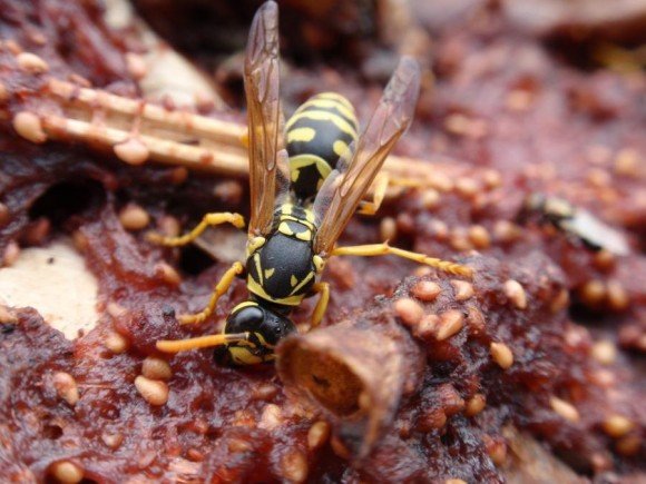 Wasp äter gammalt sylt
