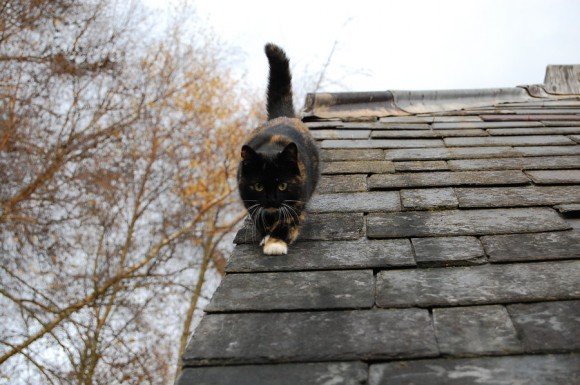القط على السطح