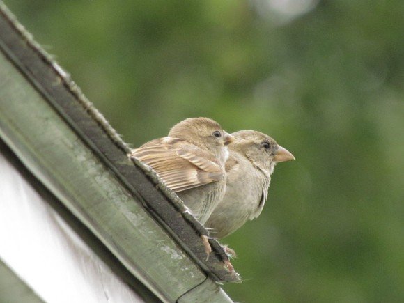 Sparrows on the roof