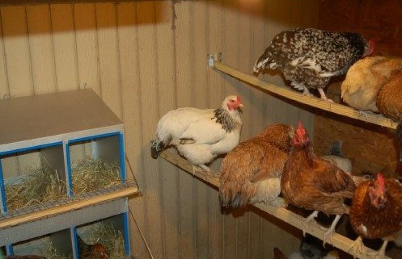 chicken coop heating